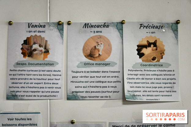 Koneko Work : le café coworking pour travailler en compagnie des chats