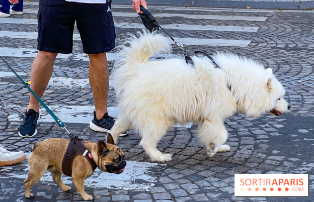 La Marche des animaux à Paris : défilé gratuit, ouvert aux chiens, chats ... sur les Champs-Élysées - IMG 5503