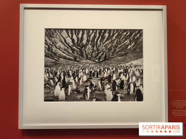 Sebastião Salgado au cœur d'une exposition de photos gratuite à l'Hôtel de Ville de Paris