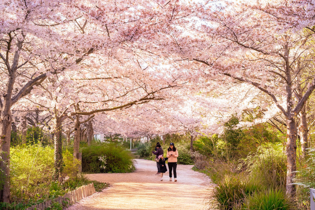 Les cerisiers en fleurs au Parc de Billancourt à Boulogne-Billancourt, Hanami aux portes de Paris