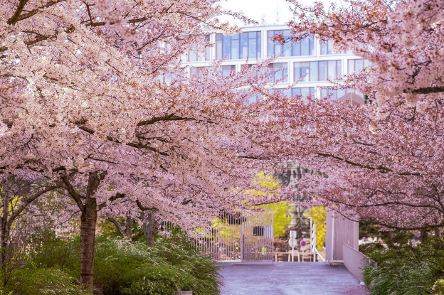 Les cerisiers en fleurs au Parc de Billancourt à Boulogne-Billancourt, Hanami aux portes de Paris - A7C08659