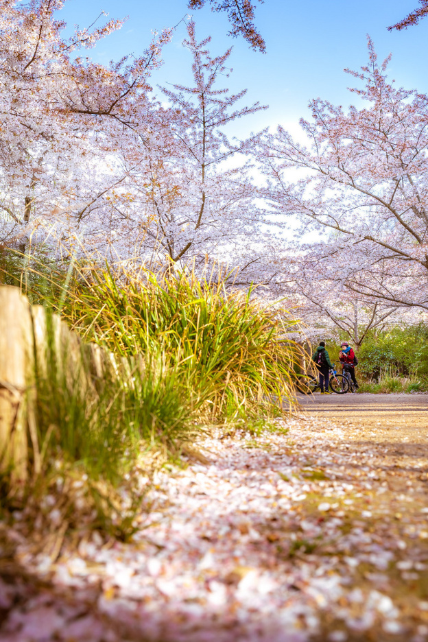 Les cerisiers en fleurs au Parc de Billancourt à Boulogne-Billancourt, Hanami aux portes de Paris