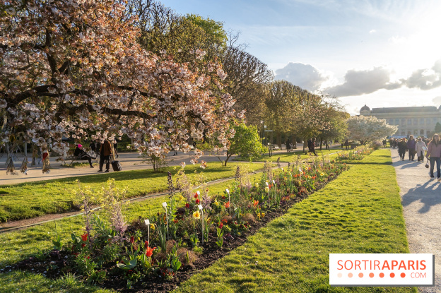 Les floraisons exceptionnelles du Jardin des Plantes 2026 : tulipes, coquelicots et cerisiers - photos
