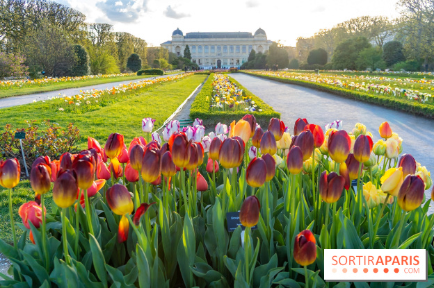 Les floraisons exceptionnelles du Jardin des Plantes 2026 : tulipes, coquelicots et cerisiers - photos