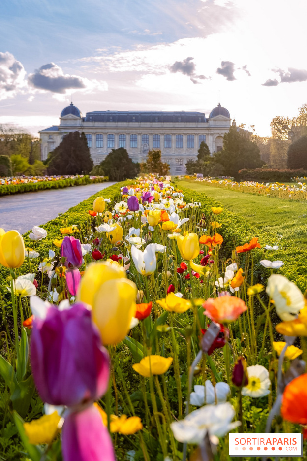 Les floraisons exceptionnelles du Jardin des Plantes 2026 : tulipes, coquelicots et cerisiers - photos