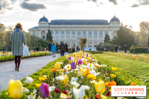 Les floraisons exceptionnelles du Jardin des Plantes 2026 : tulipes, coquelicots et cerisiers - photos