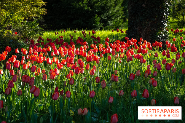 Le Parc de Bagatelle au printemps, cerisier, tulipes et jonquilles - photos