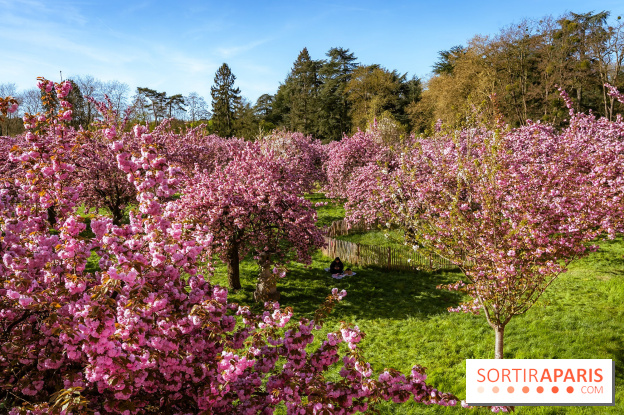Hanami au Parc de Sceaux 2026, les cerisiers en fleurs et ses  animations