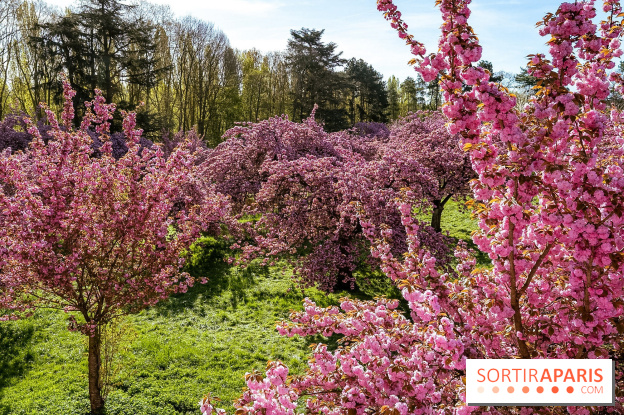 Hanami au Parc de Sceaux 2026, les cerisiers en fleurs et ses  animations