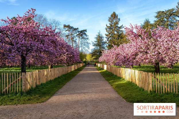 Hanami au Parc de Sceaux 2026, les cerisiers en fleurs et ses  animations