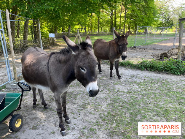 Avon'Ânes, les balades avec des ânes, à Avon - nos photos - IMG 7768