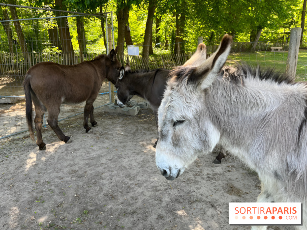 Avon'Ânes, les balades avec des ânes, à Avon - nos photos - IMG 7778