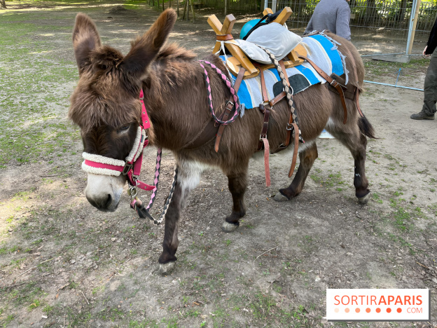 Avon'Ânes, les balades avec des ânes, à Avon - nos photos - IMG 7779