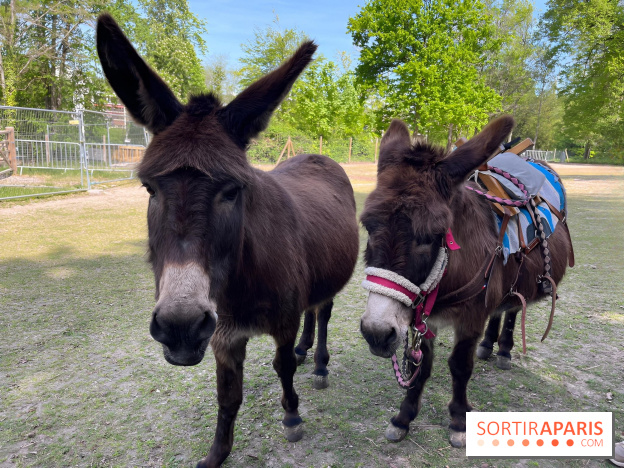 Avon'Ânes, les balades avec des ânes, à Avon - nos photos - IMG 7781