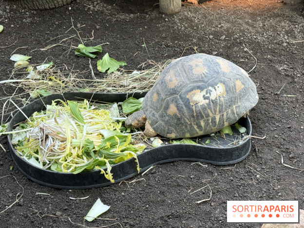 ZooParc de Beauval et Hôtel Les Pagodes de Beauval - IMG 5615