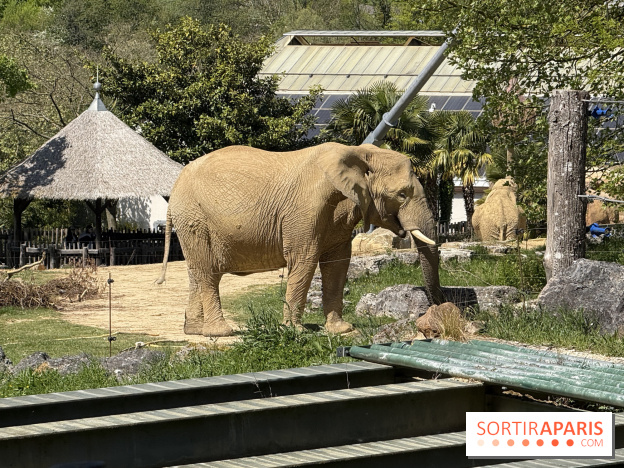 ZooParc de Beauval et Hôtel Les Pagodes de Beauval - IMG 5647