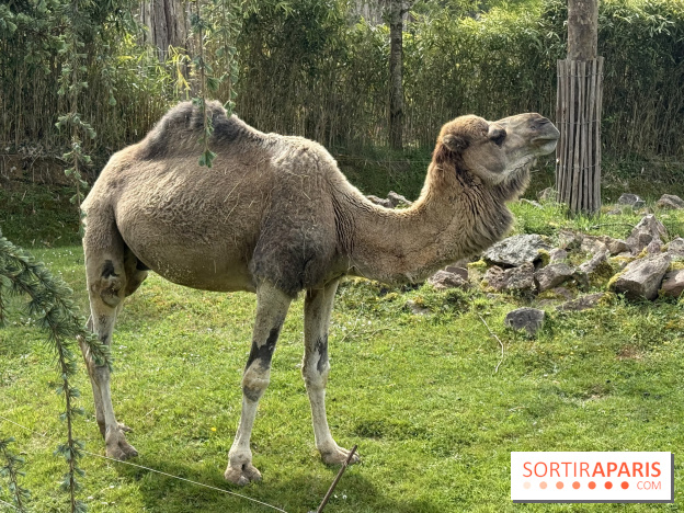 ZooParc de Beauval et Hôtel Les Pagodes de Beauval - IMG 5873