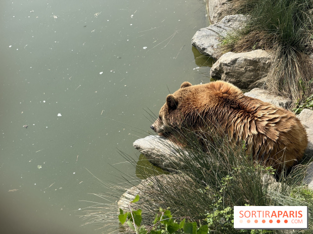 ZooParc de Beauval et Hôtel Les Pagodes de Beauval - IMG 5892