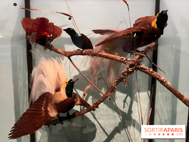 Plumes de Paradis, l'expo au musée du Quai Branly - nos photos