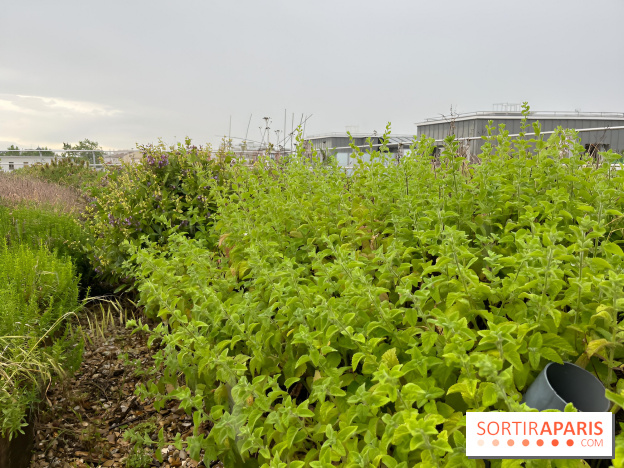 L'aromathèque Persépolis, sur le toit de la bourse du travail à Saint-Denis - nos photos
