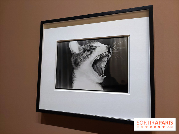 Photographies japonaises de la BnF - nos photos de l'exposition