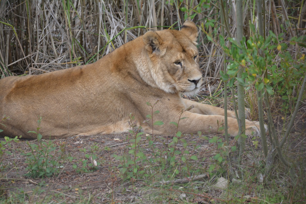 Voler au-dessus des lions, la tyrolienne insolite du Zoo de Thoiry