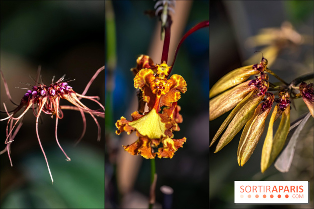 Mille et une Orchidées 2025 : l'exposition florale du Jardin des Plantes se dévoile