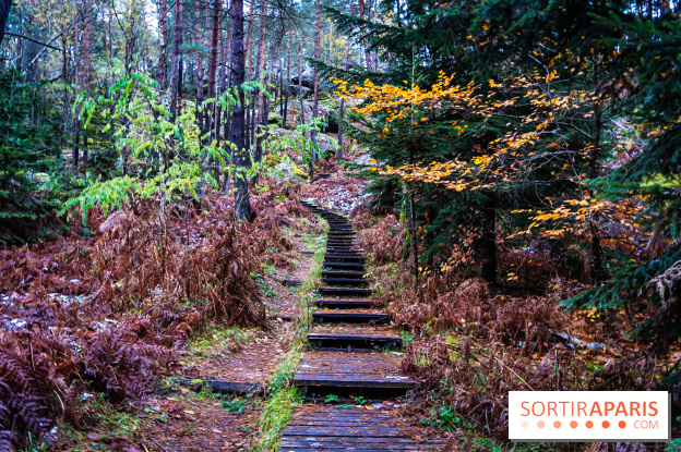 Journée internationale des forêts 2025 : des visites guidées gratuites en forêt de Fontainebleau