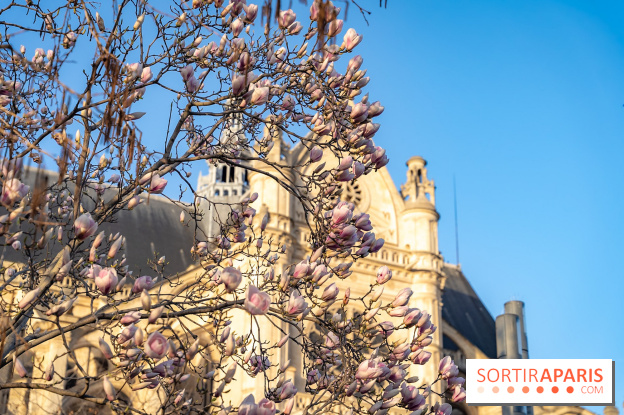 Paris : le printemps prend de l'avance : 6 spots d'arbres en fleurs à découvrir en ce moment - jardin Nelson Mandela 
