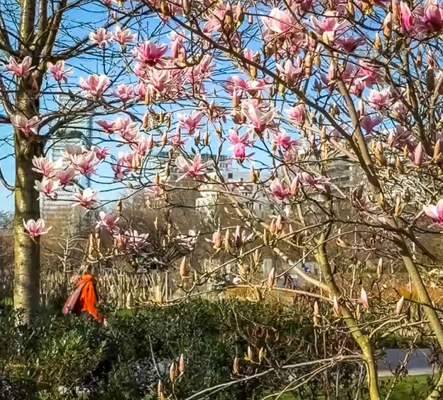 Paris : le printemps prend de l'avance : 6 spots d'arbres en fleurs à découvrir en ce moment