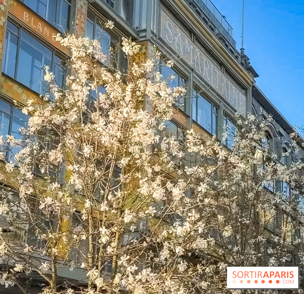 Paris : le printemps prend de l'avance : 6 spots d'arbres en fleurs à découvrir en ce moment - Samaritaine