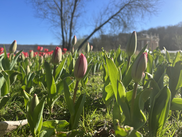 Des milliers de tulipes au Château de Dampierre en Yvelines ! Journée de la tulipe et Fête des plantes 