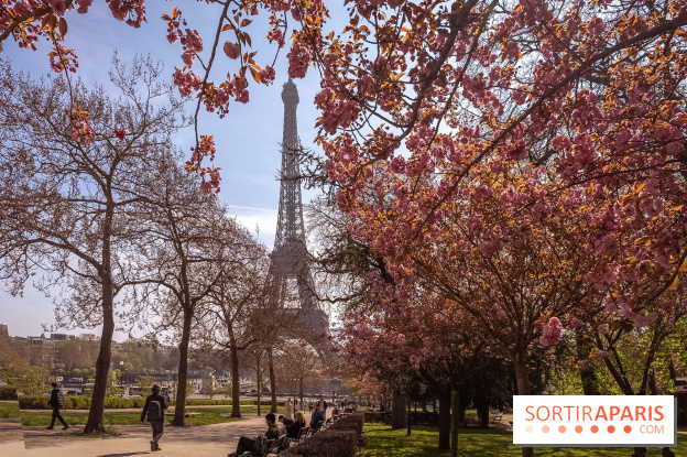 Les cerisiers du Trocadéro fleurissent avec de l'avance