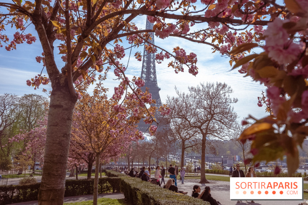Les cerisiers du Trocadéro fleurissent avec de l'avance en ce printemps 2026