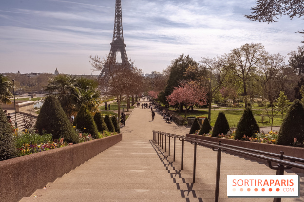 Les cerisiers du Trocadéro fleurissent avec de l'avance en ce printemps 2026