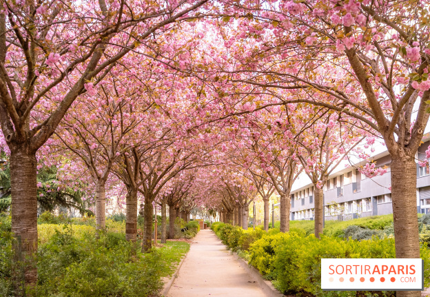 La Mail de Bièvre et ses cerisiers en fleurs, le spot Hanami caché à Paris