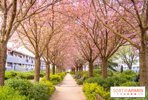 La Mail de Bièvre et ses cerisiers en fleurs, le spot Hanami caché Paris 13e