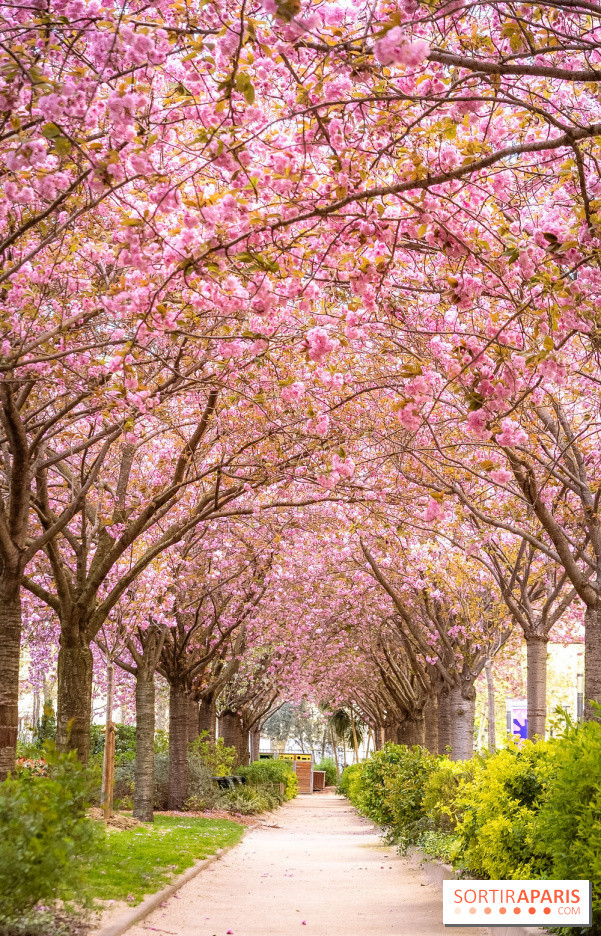 La Mail de Bièvre et ses cerisiers en fleurs, le spot Hanami caché Paris 13e