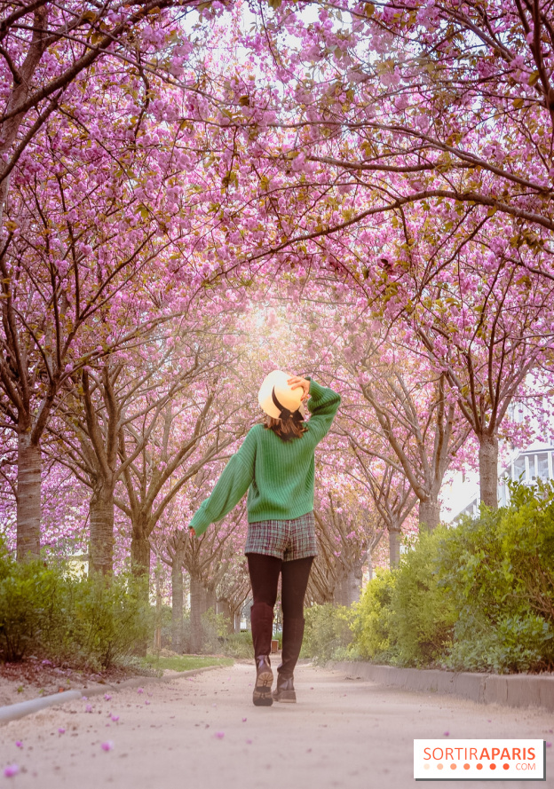 La Mail de Bièvre et ses cerisiers en fleurs, le spot Hanami caché Paris 13e