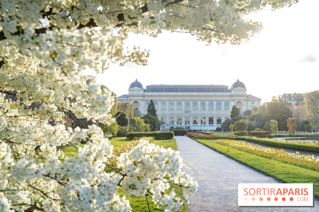 Cerisier du Japon Shirotae du Jardin des Plantes : l'arbre remarquable au blanc éclatant en fleurs