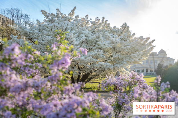 Cerisier du Japon Shirotae du Jardin des Plantes : l'arbre remarquable au blanc éclatant en fleurs