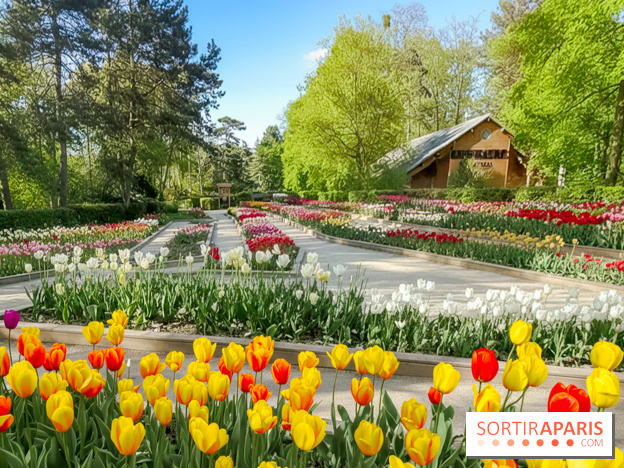 Le Parc Floral de Paris Vincennes, tulipes
