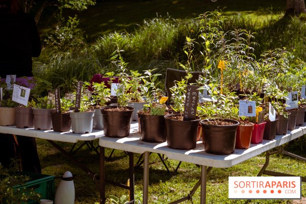 Les Naturiales 2026 à Fontainebleau : marché de plantes et animations nature en Seine-et-Marne