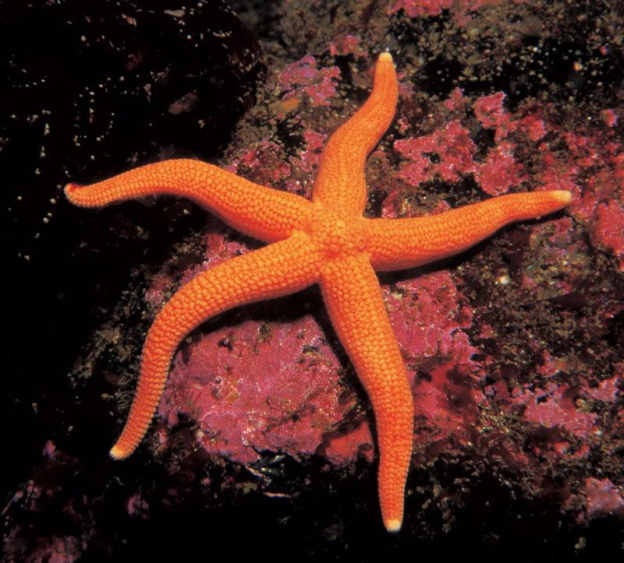 Seastars à l'Aquarium Sea Life