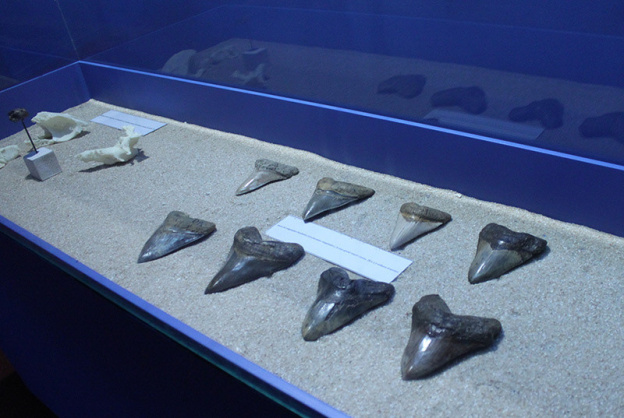 L'histoire des requins, l'expo de l'Aquarium de Paris