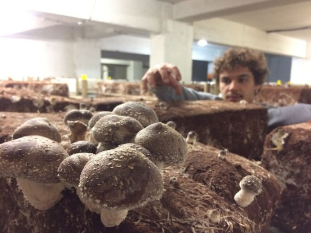 La Caverne, la première ferme urbaine en sous-sol de Paris