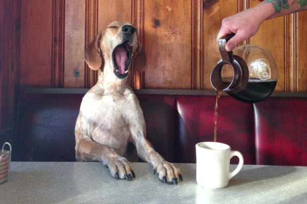 Dog’s District, le premier Café à chiens de Paris