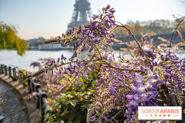 Où voir des glycines en fleurs à Paris