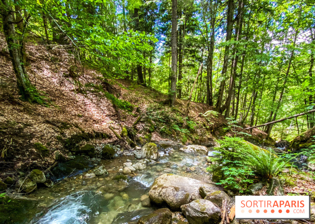 Les Nuits des Forêts 2022, redécouvrez vos forêts !