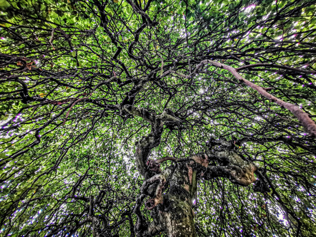 Aidez à recenser les plus beaux arbres de Paris !